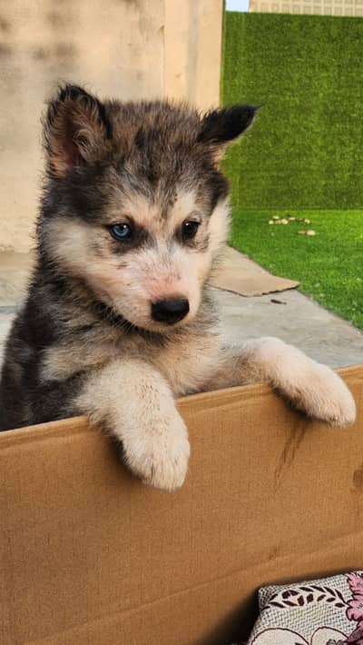 Alskan malamute pupp.  Note(alaskan malamute) not husky