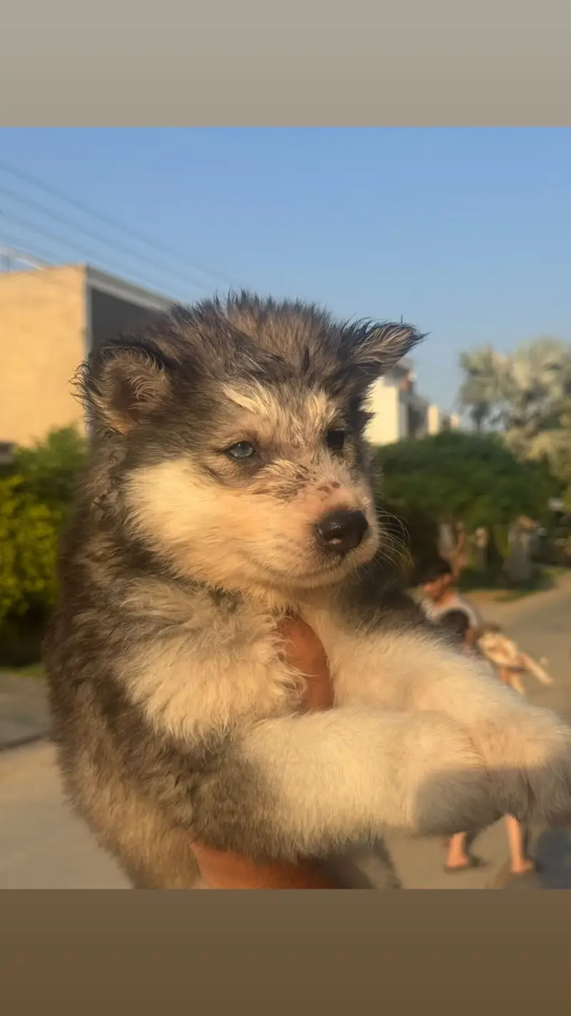 Alskan malamute pupp.  Note(alaskan malamute) not husky — photo 2
