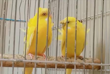 Lutino Hogoromo Breeder pair and Black Wing Male