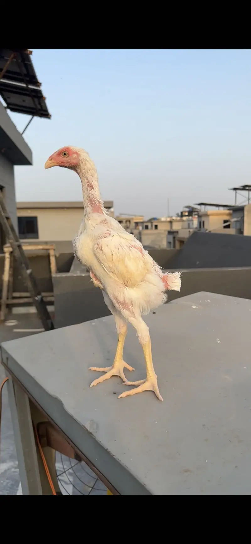 Pure white oh shamo male — photo 3