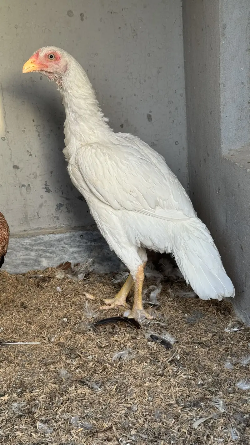 Pure white oh shamo male — photo 4