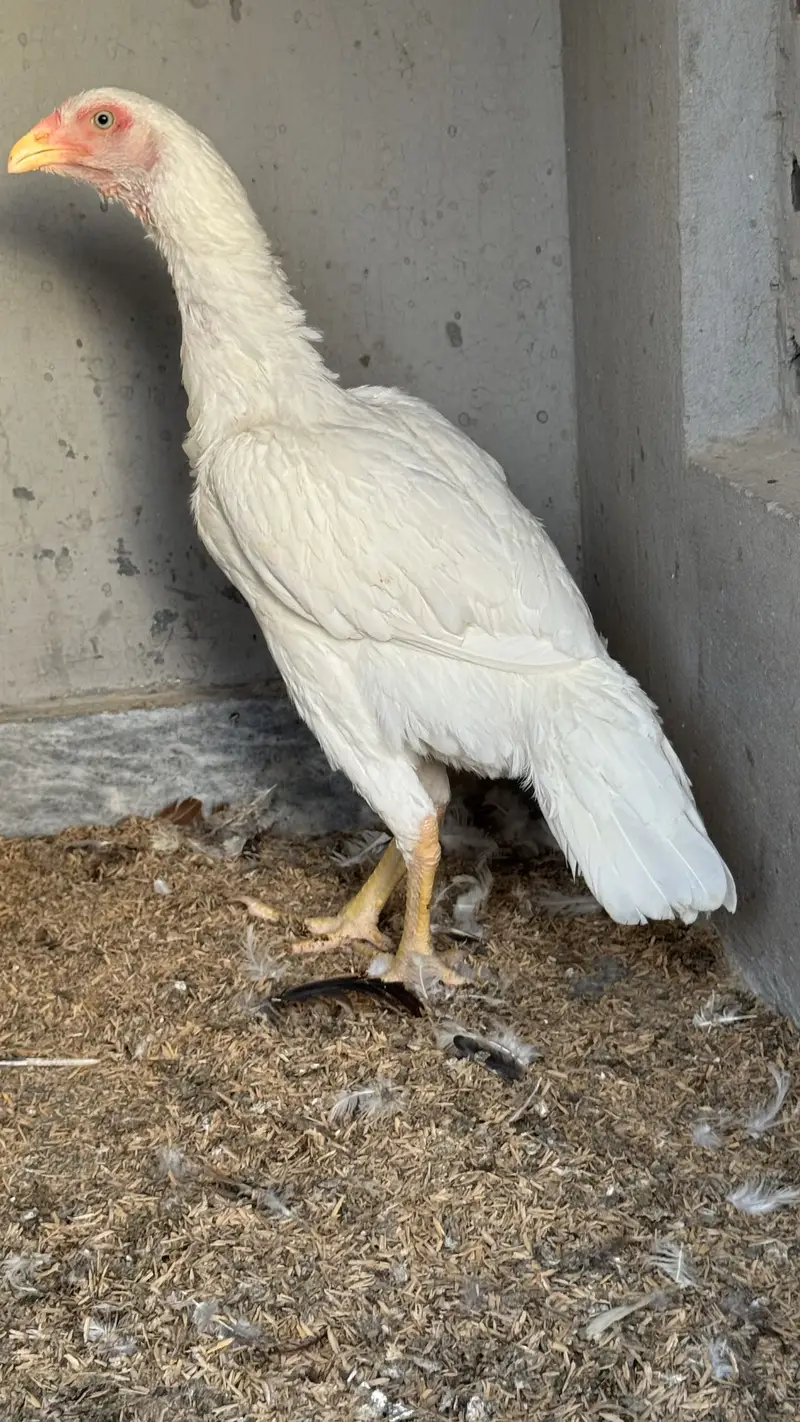 Pure white oh shamo male — photo 6