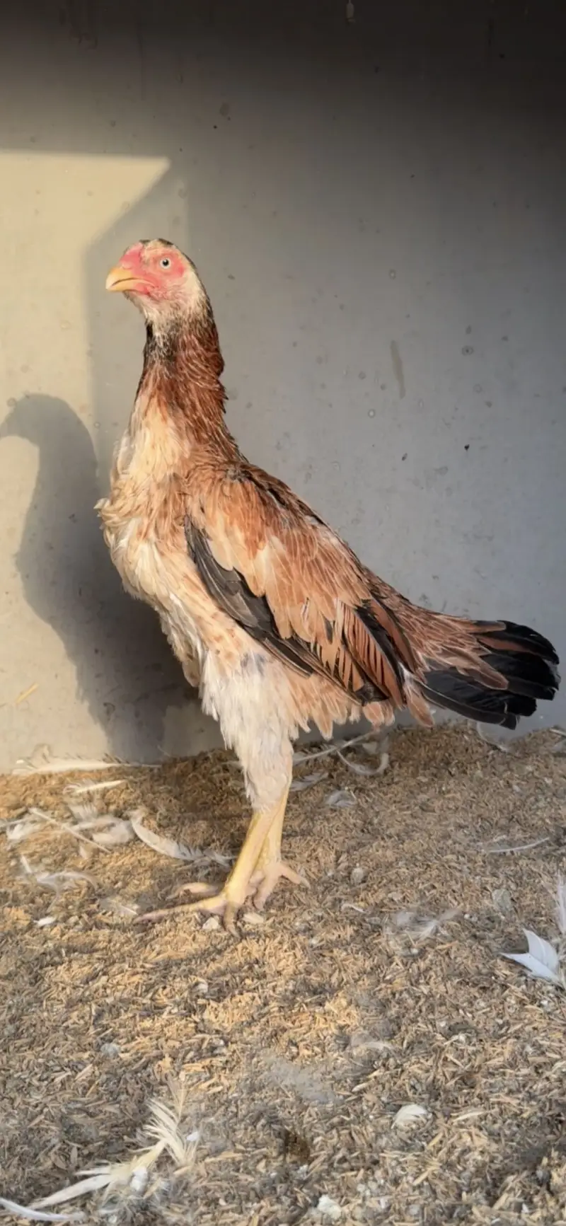 Pure white oh shamo male — photo 7