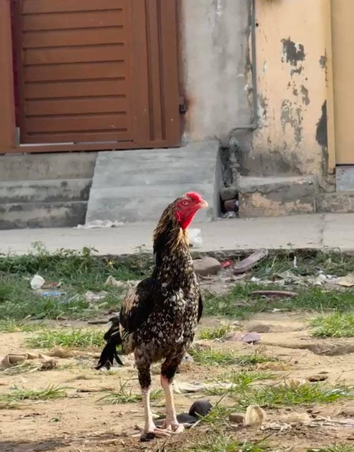 Sindhi aseel murga 0
