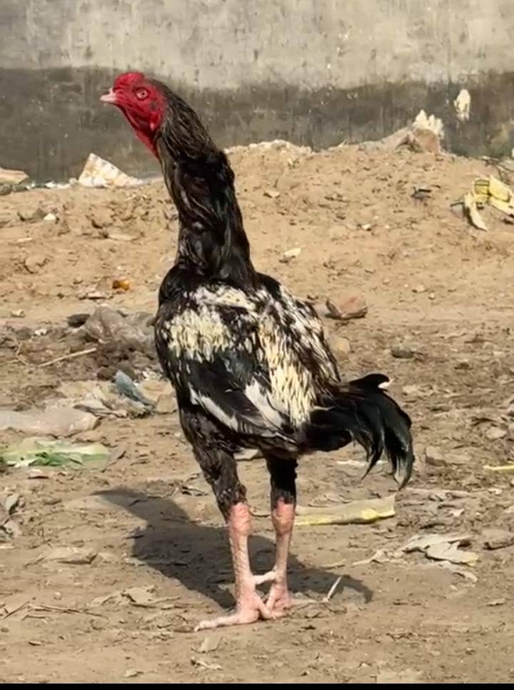 Sindhi aseel murga 2