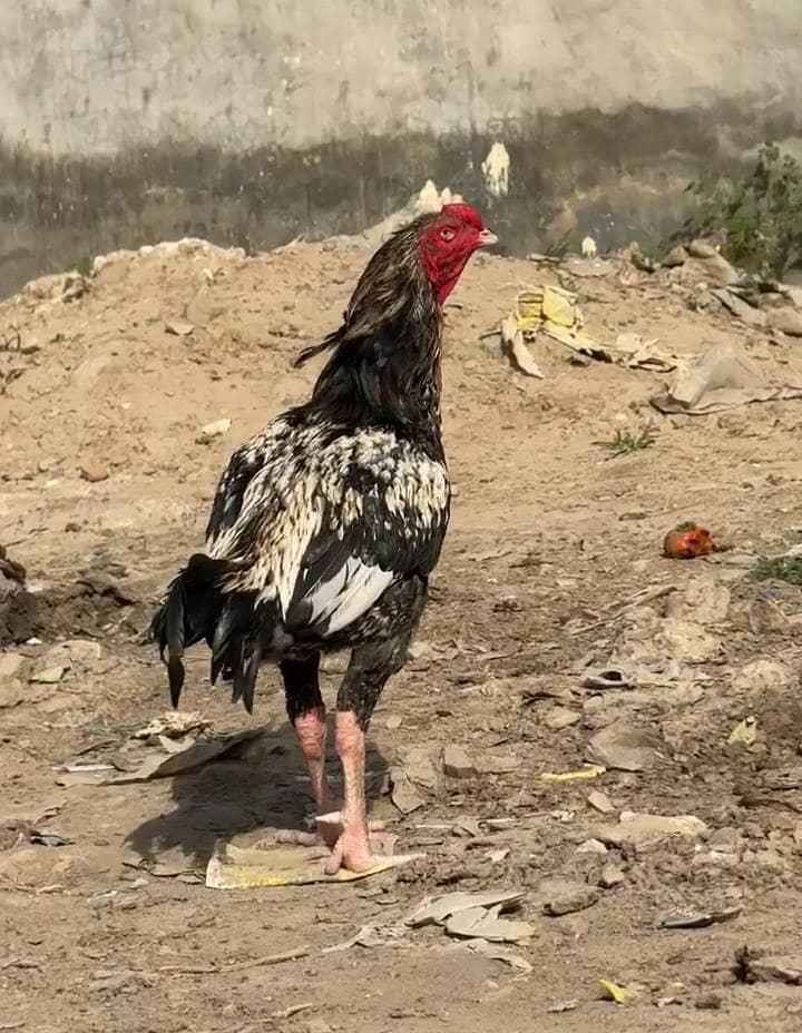 Sindhi aseel murga 3