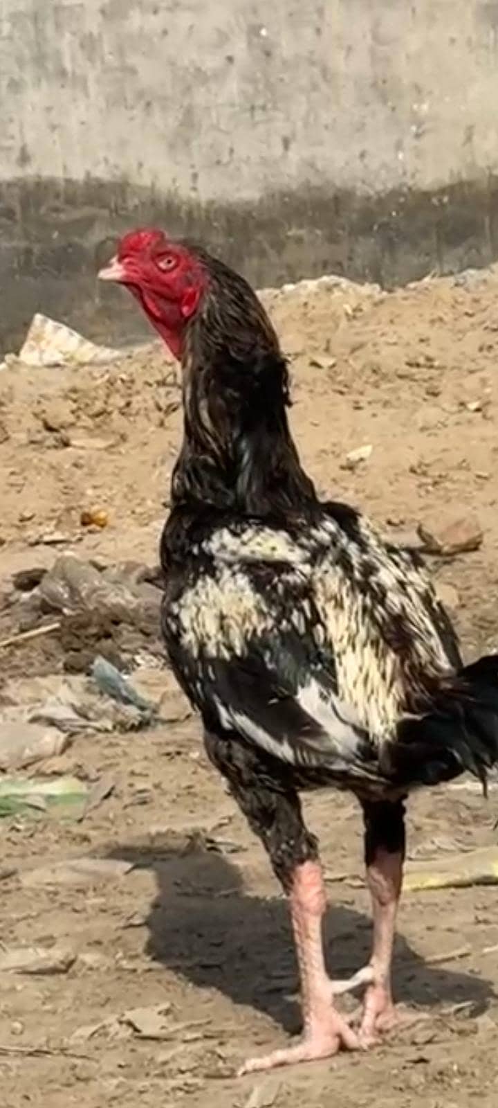 Sindhi aseel murga 5