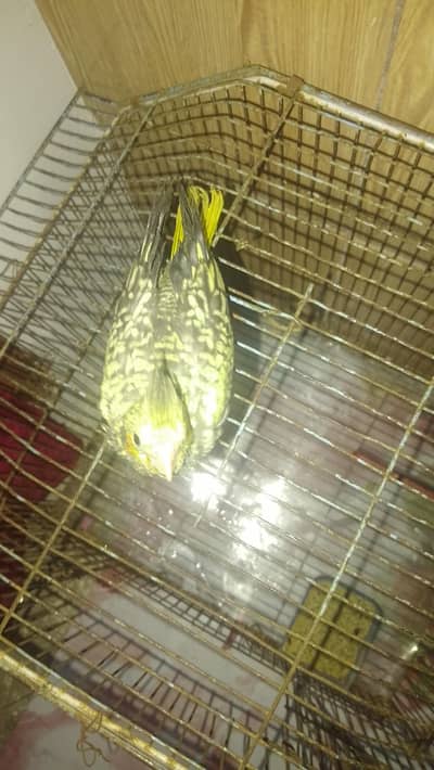 Cocktail chicks tame