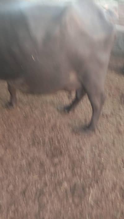 neli ravi buffalo pure