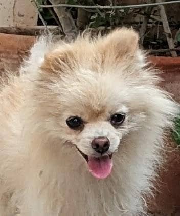 Pomeranian male for stud