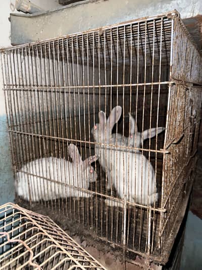 Rabbit male femaile breeding pairs hain