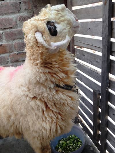 sheep