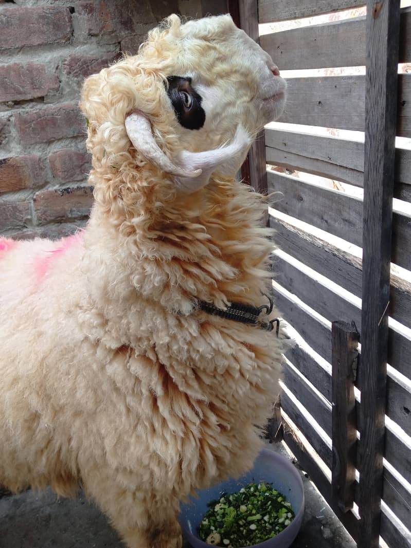 sheep 0