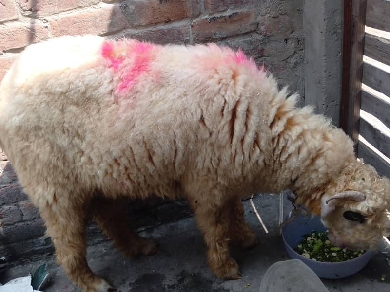 sheep 1