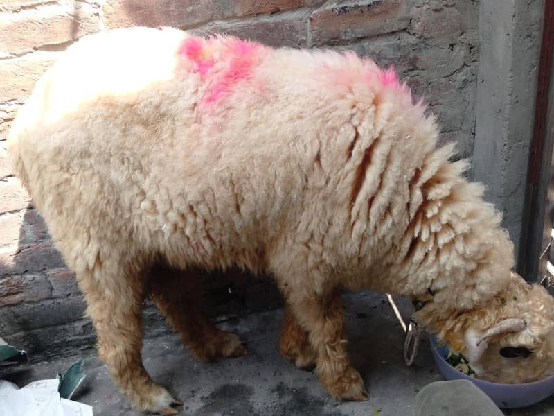 sheep 2