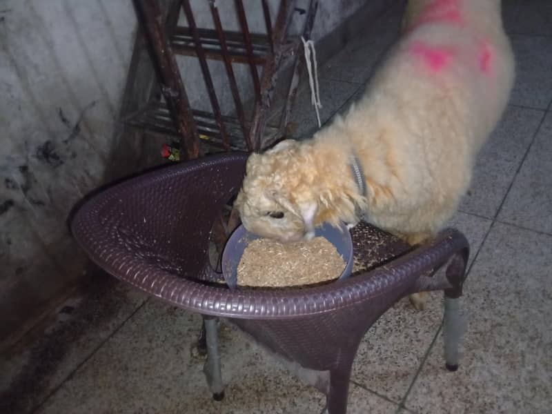 sheep 3