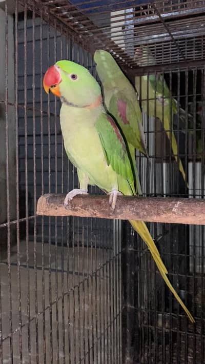 Raw pair /Ready for first breed/