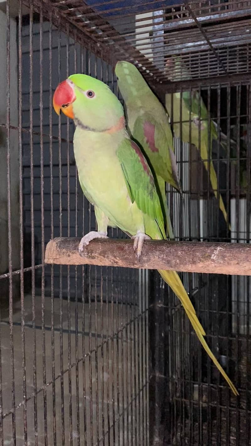 Raw pair /Ready for first breed/ 0