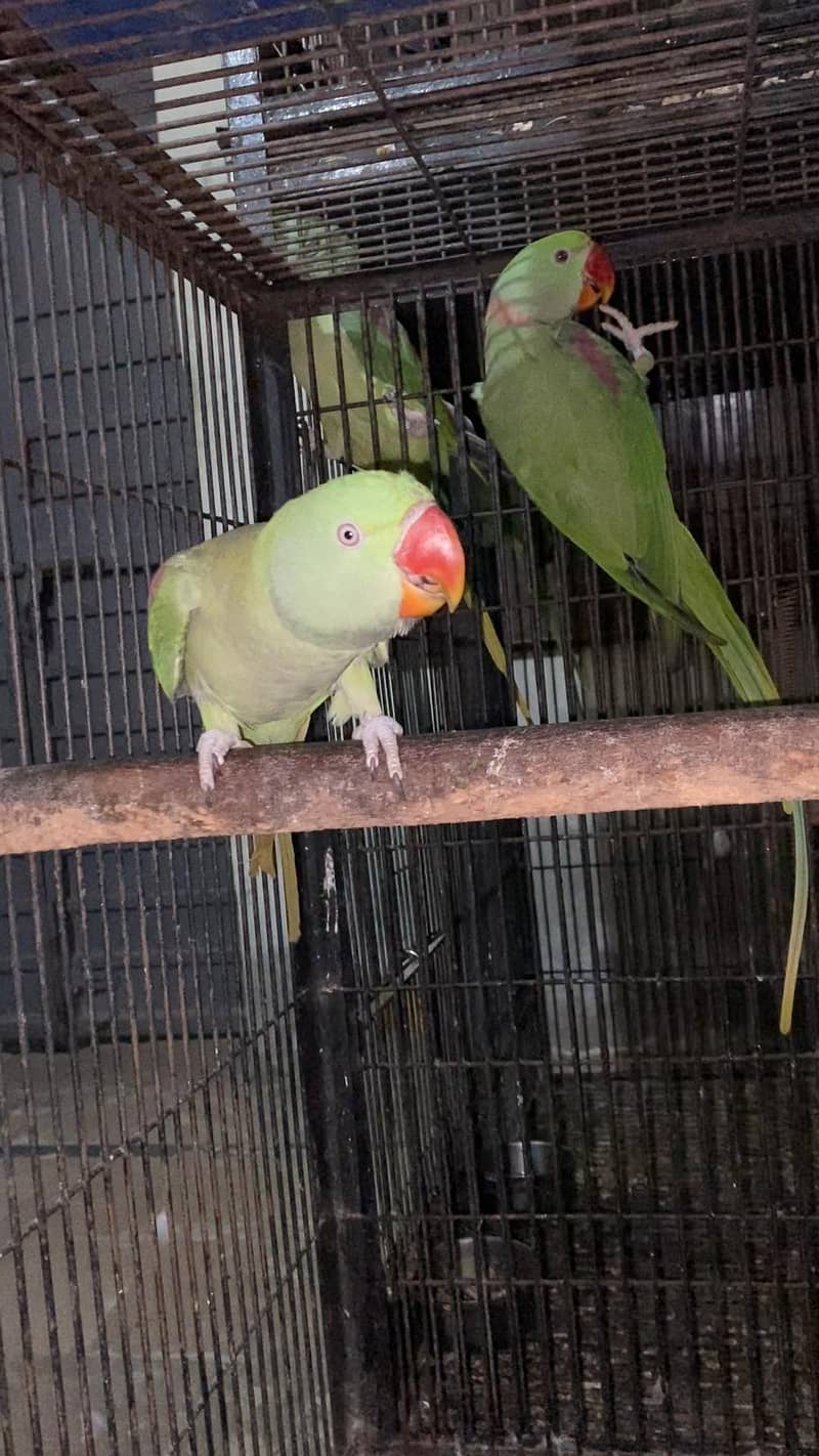 Raw pair /Ready for first breed/ 1