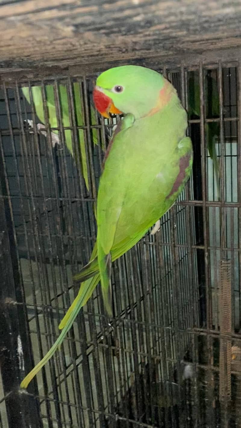Raw pair /Ready for first breed/ 2