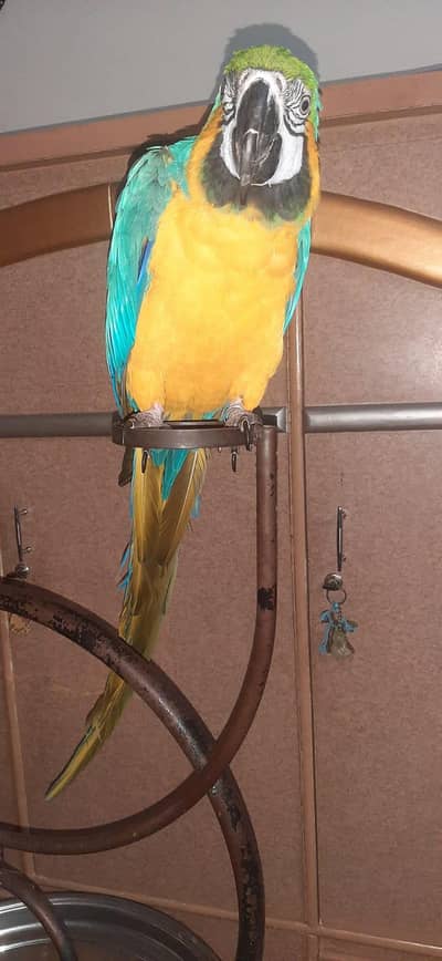 blue and gold male full hand tamed