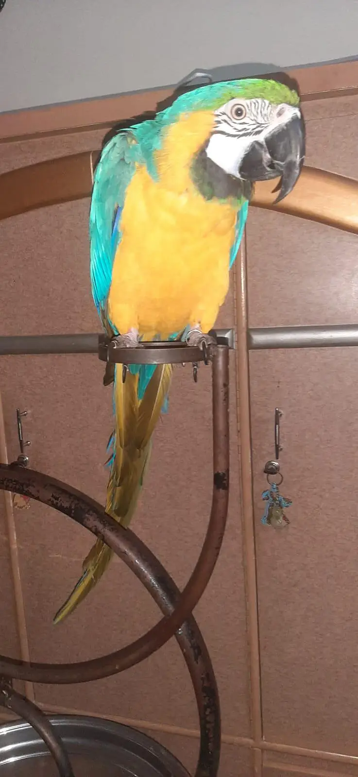 blue and gold male full hand tamed — photo 2