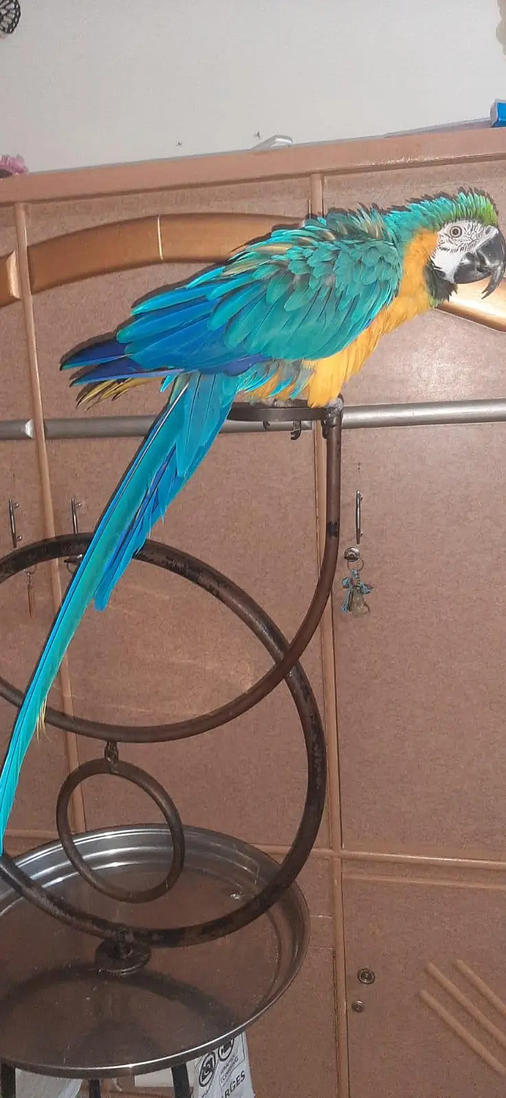 blue and gold male full hand tamed — photo 3