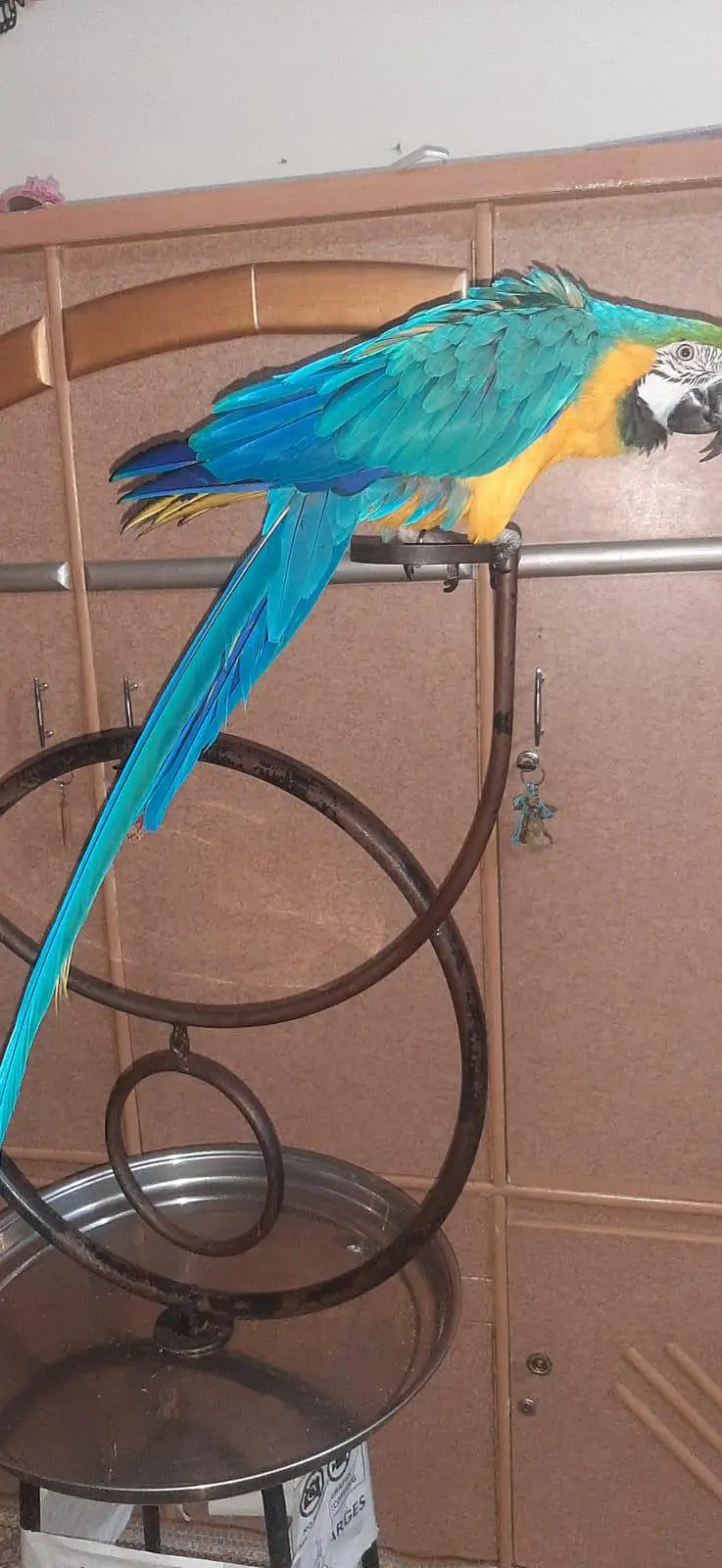 blue and gold male full hand tamed — photo 4