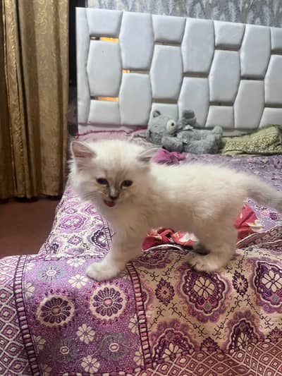 Female Persian Triple Coat Kitten