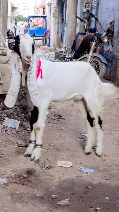new add kamori female v vip urgent sale