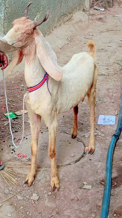 bakri 2 month ki gaban i urgent sale