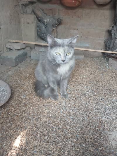 Persian Cat For Sale