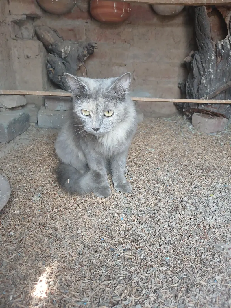 Persian Cat For Sale — photo 2