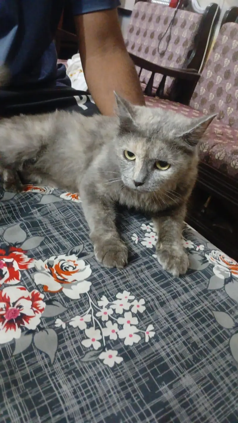 Persian Cat For Sale — photo 3