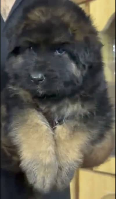 German shepherd long coat puppy heavy bone structure