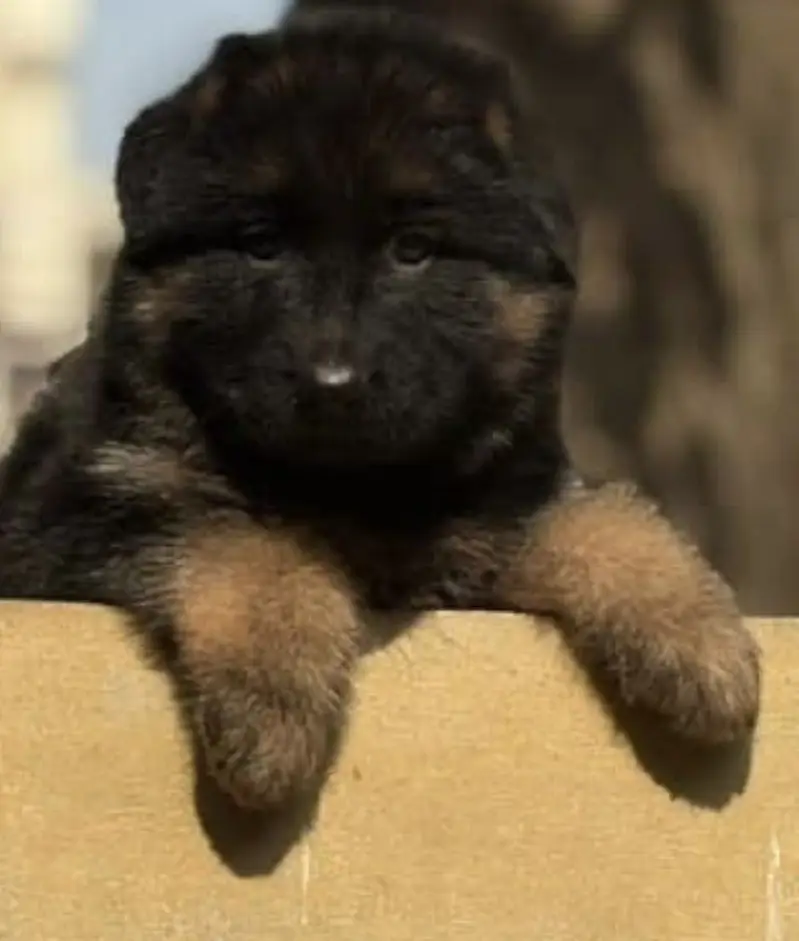 German shepherd long coat puppy heavy bone structure — photo 2
