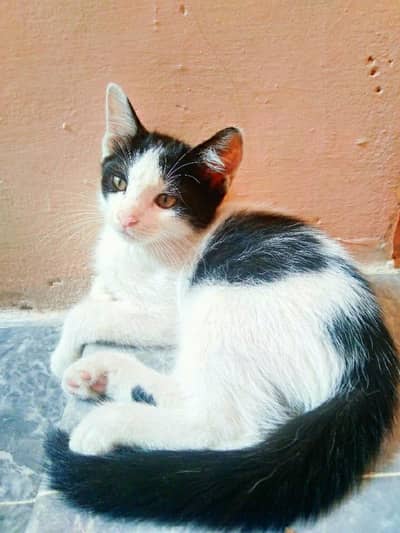 British Shorthair (Tuxedo) Kitten's Best Low Price Offer