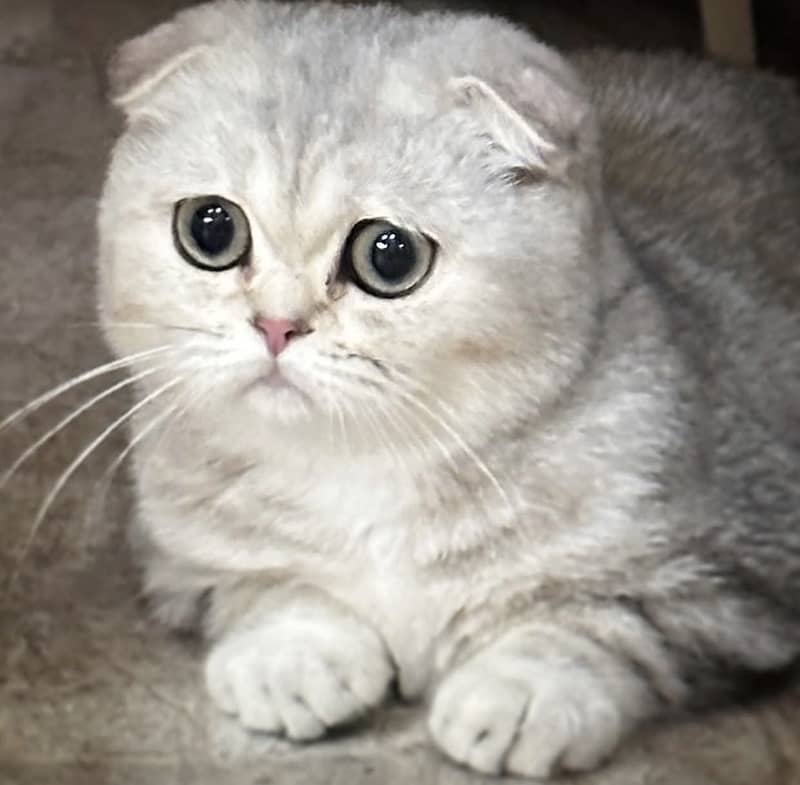 SCOTTISH FOLD 0