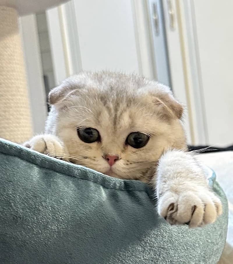 SCOTTISH FOLD 1