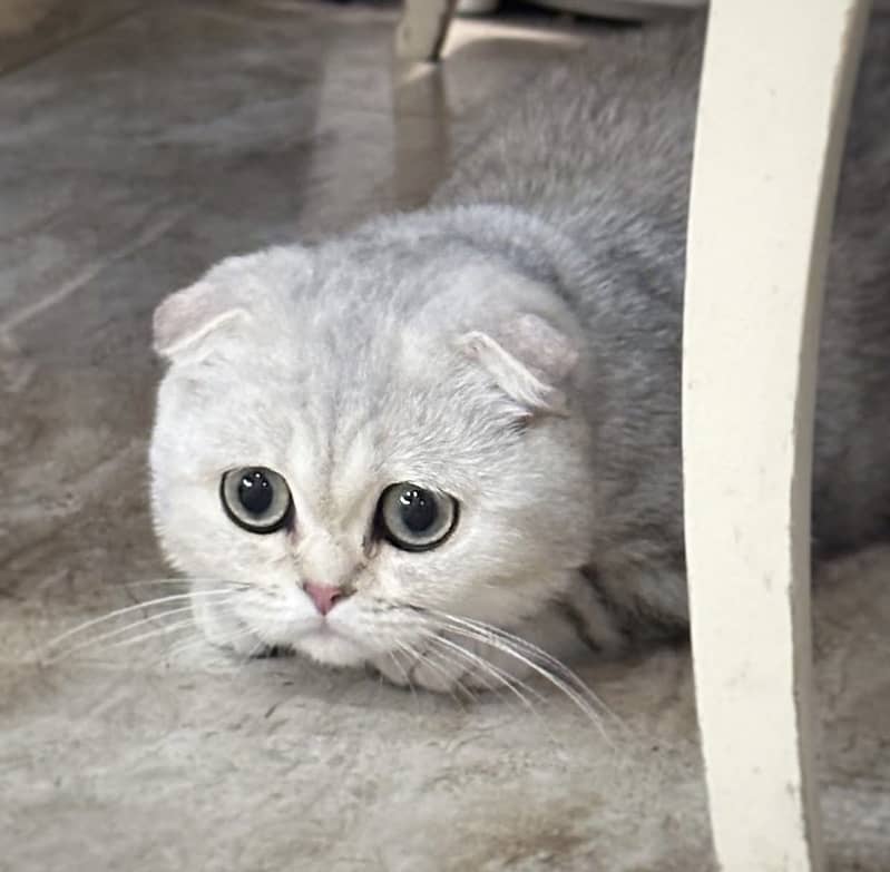 SCOTTISH FOLD 2