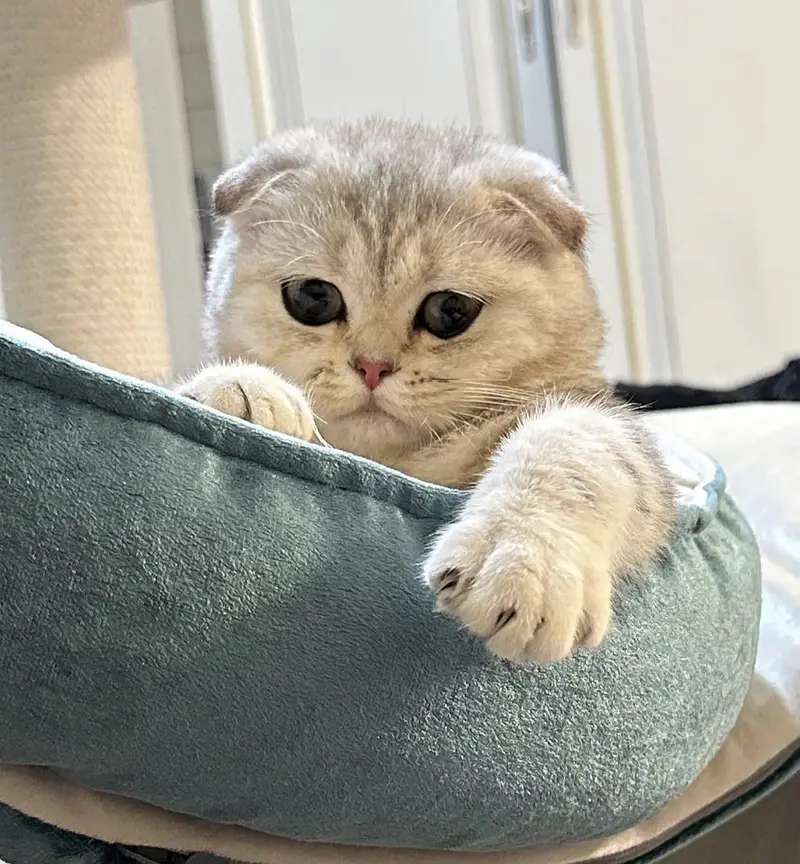 SCOTTISH FOLD — photo 4