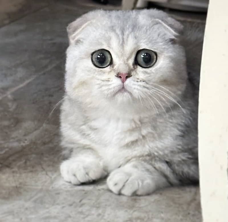 SCOTTISH FOLD 4