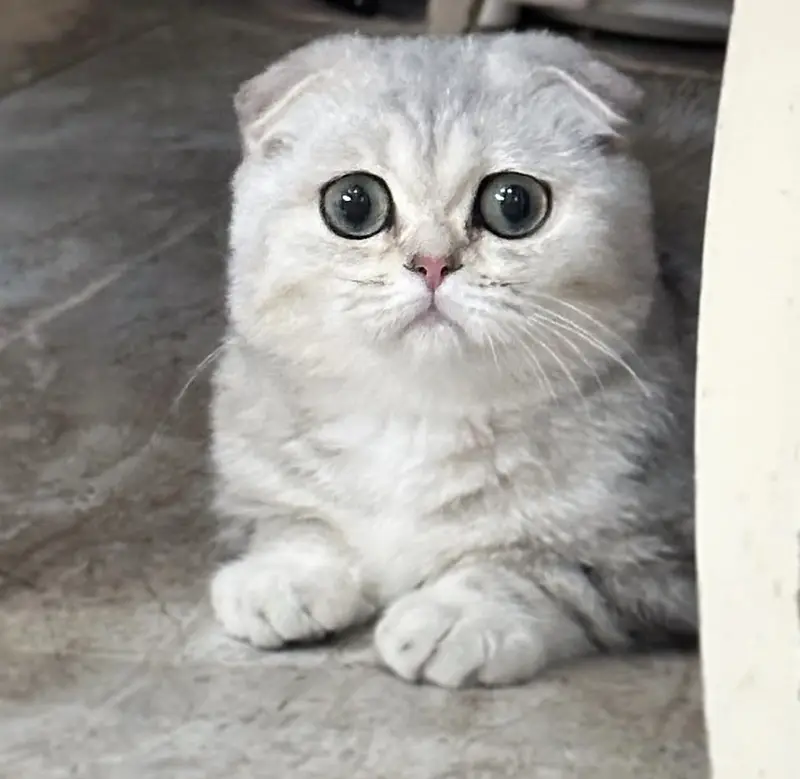 SCOTTISH FOLD — photo 5