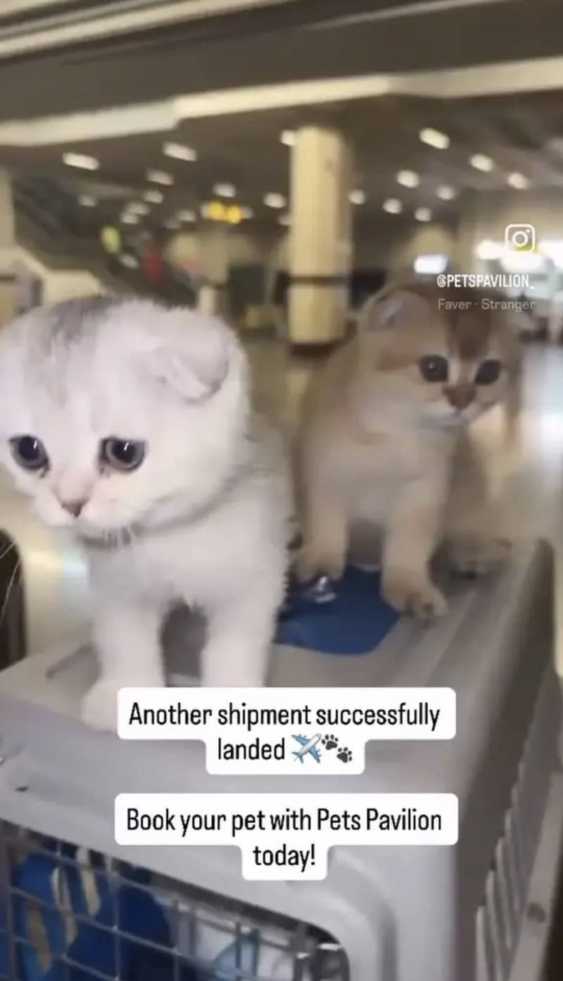 SCOTTISH FOLD 6