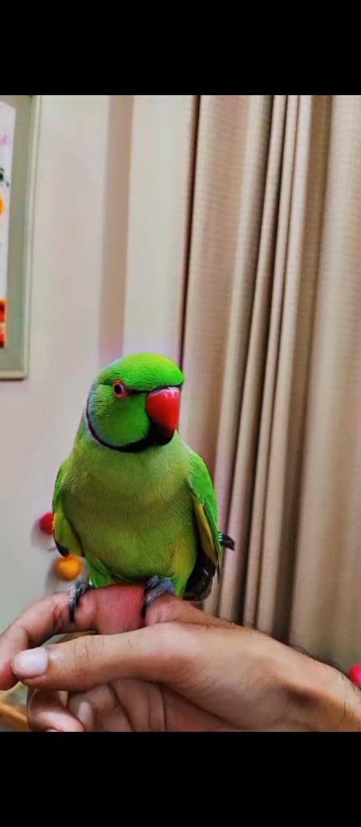 Parrot Talking and Friendly 0