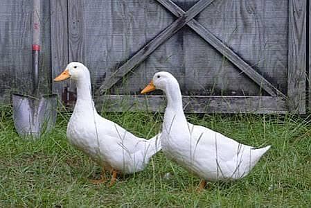 Paper white ducks