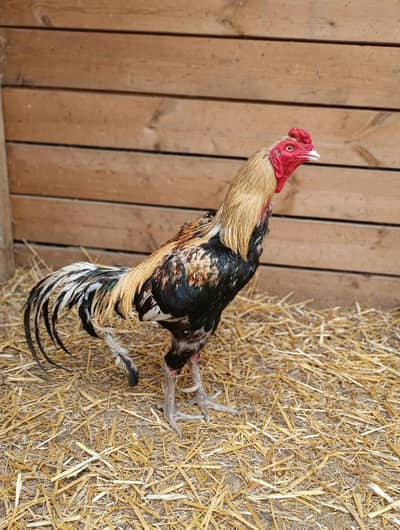 Pure Aseel Murga / Healthy Pure Breed Aseel Male