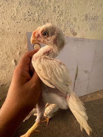 indian parrot beak long tail