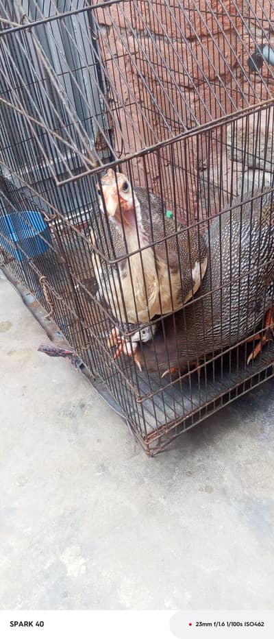 All Setup sale With Cages