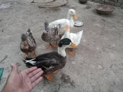 6 ducks for sale